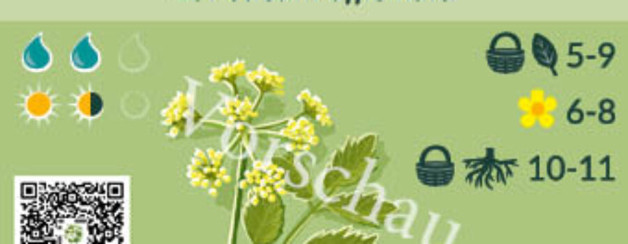 Levisticum officinale