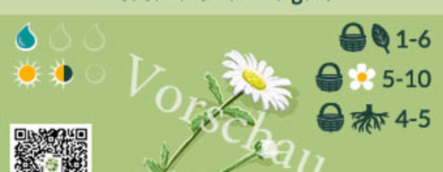 Leucanthemum vulgare