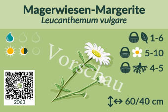 Magerwiesen-Margerite