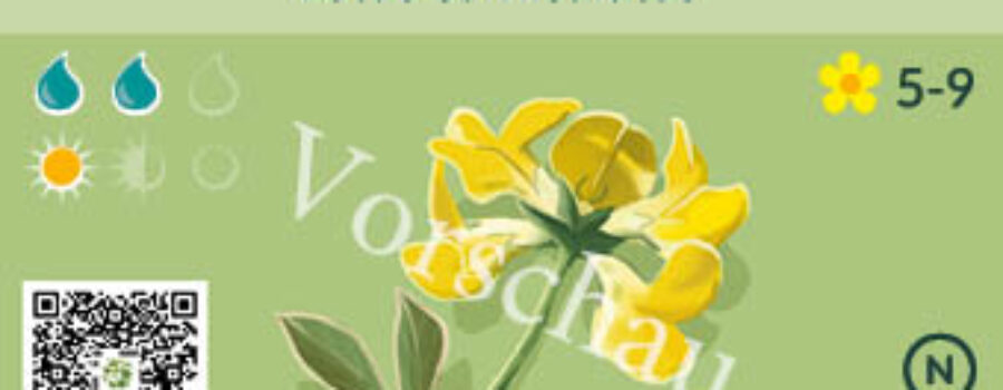 Lotus corniculatus