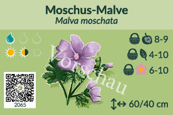 Moschus-Malve