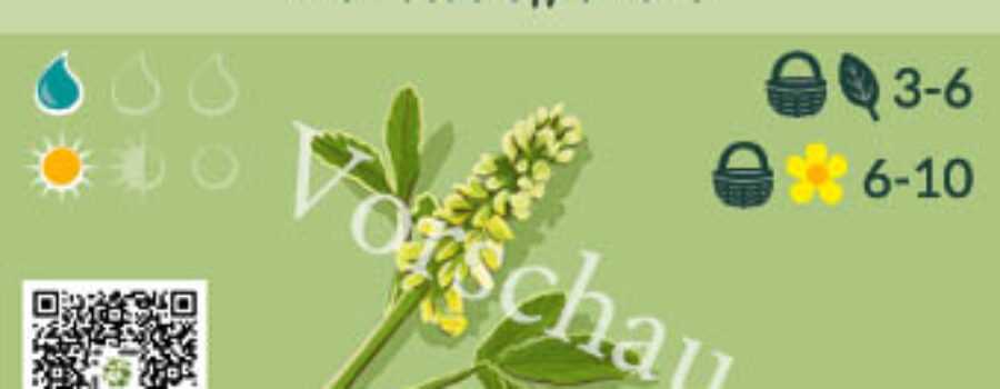 Melilotus officinalis