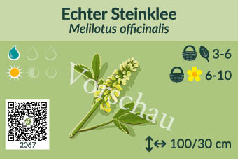 Echter Steinklee