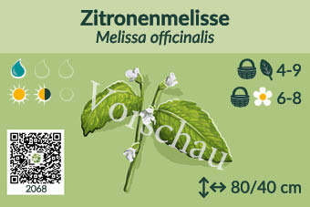 Zitronenmelisse