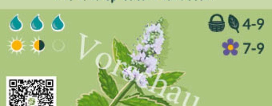 Mentha spicata