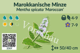 Marokkanische Minze