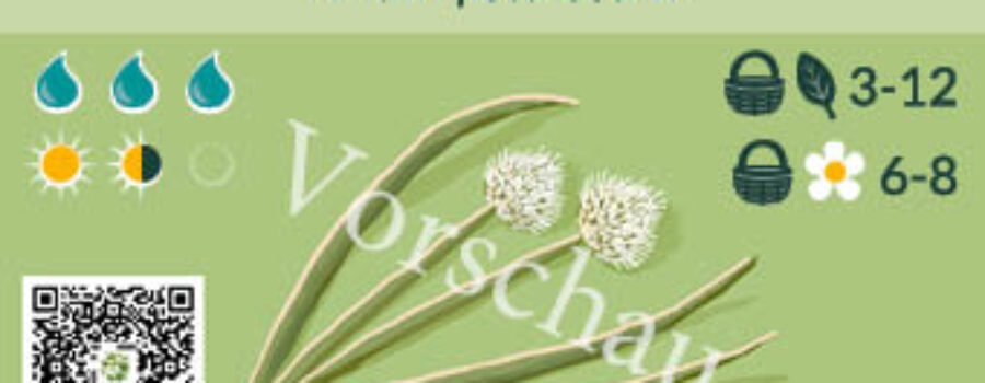 Allium fistulosum