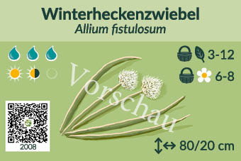 Winterheckenzwiebel