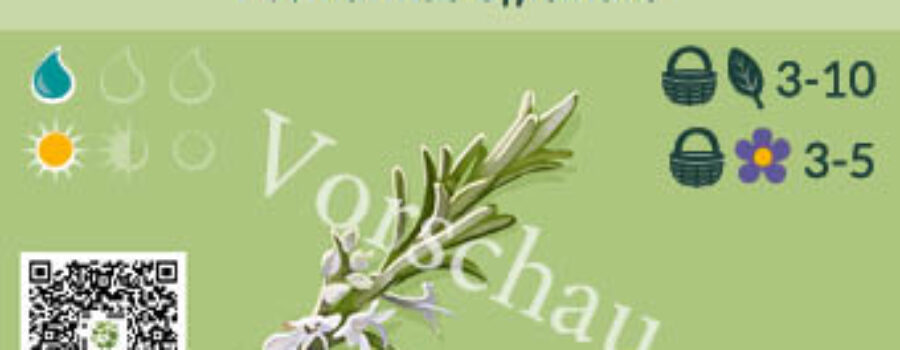 Rosmarinus officinalis