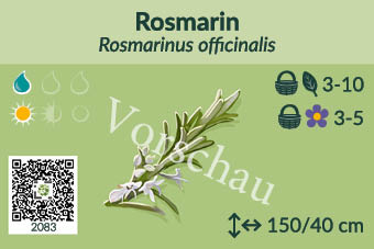 Rosmarin