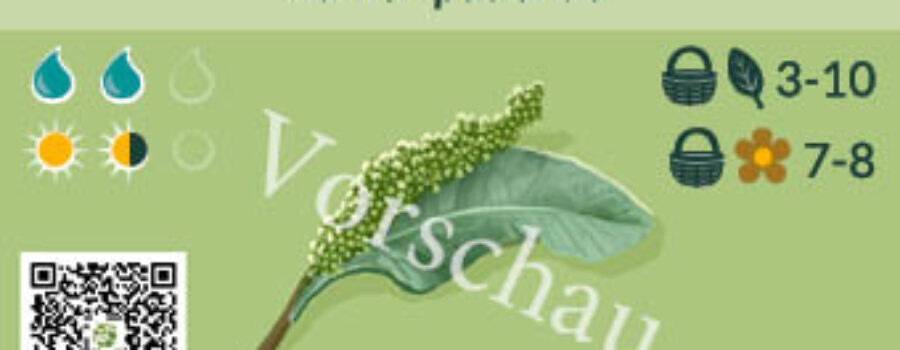 Rumex patientia