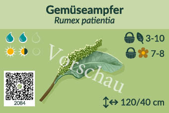 Gemüseampfer