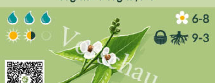 Sagittaria sagittifolia