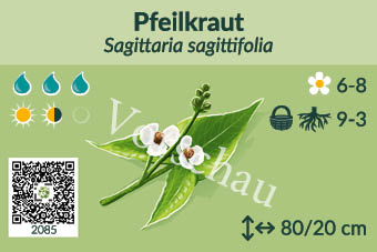 Pfeilkraut