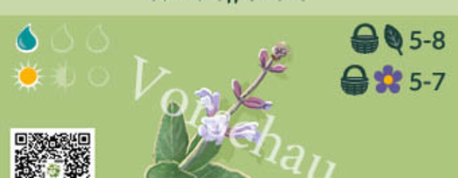 Salvia officinalis