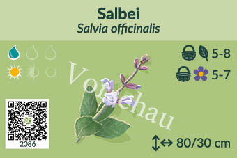 Salbei