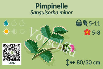 Pimpinelle