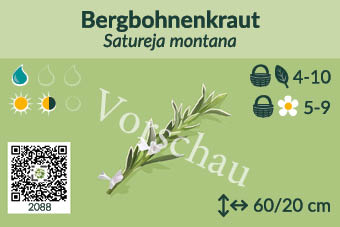 Bergbohnenkraut