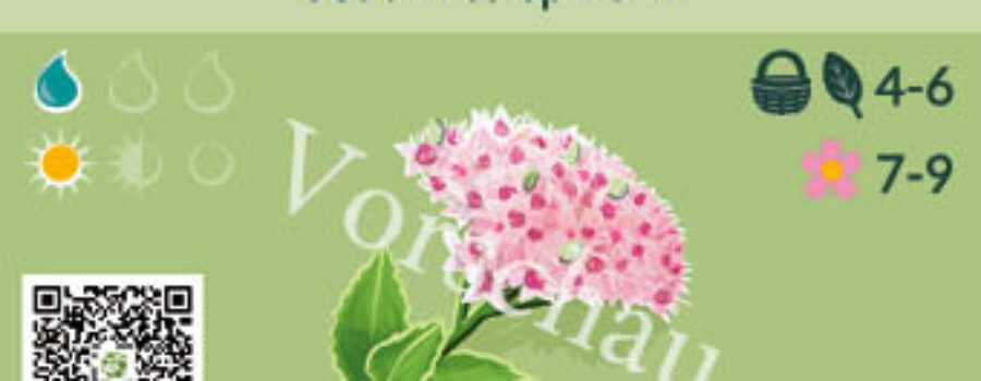 Sedum telephium