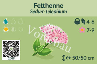 Fetthenne