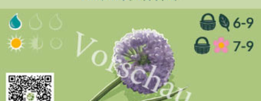 Allium senescens