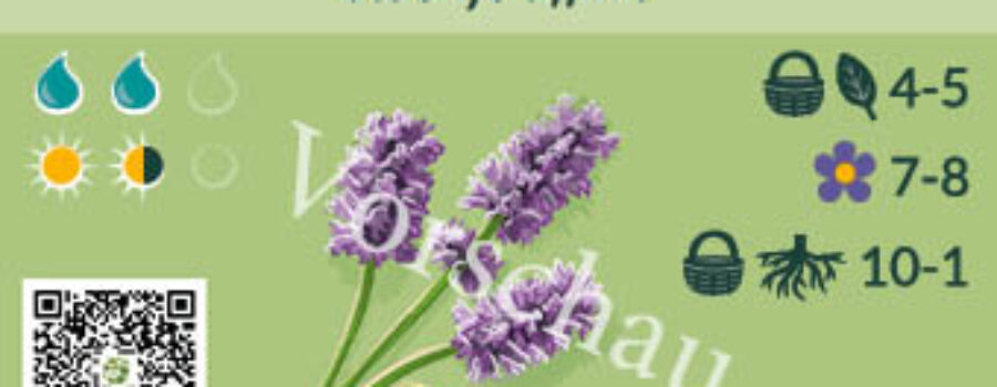 Stachys affinis