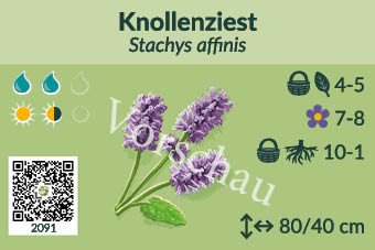 Knollenziest