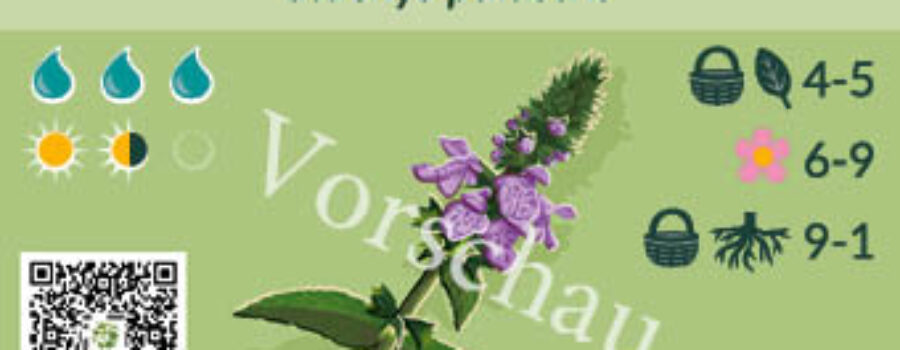 Stachys palustris