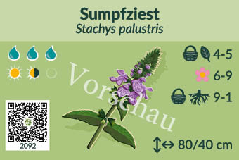 Sumpfziest