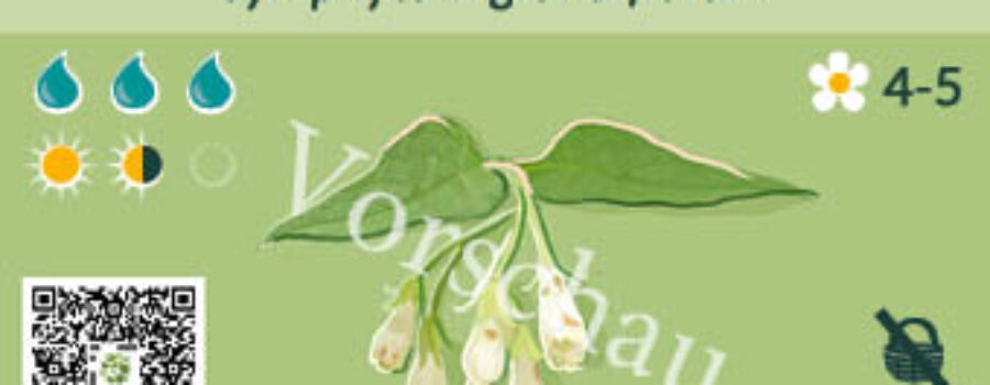 Symphytum grandiflorum