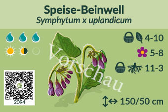 Speise-Beinwell
