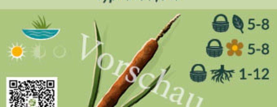 Typha latifolia