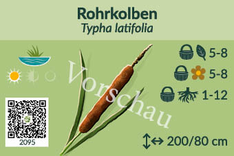 Rohrkolben