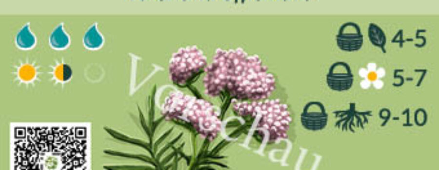 Valeriana officinalis