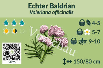 Echter Baldrian