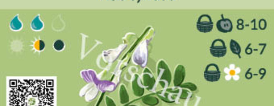 Vicia sylvatia
