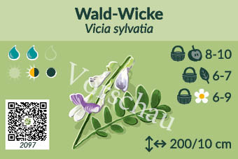 Wald-Wicke