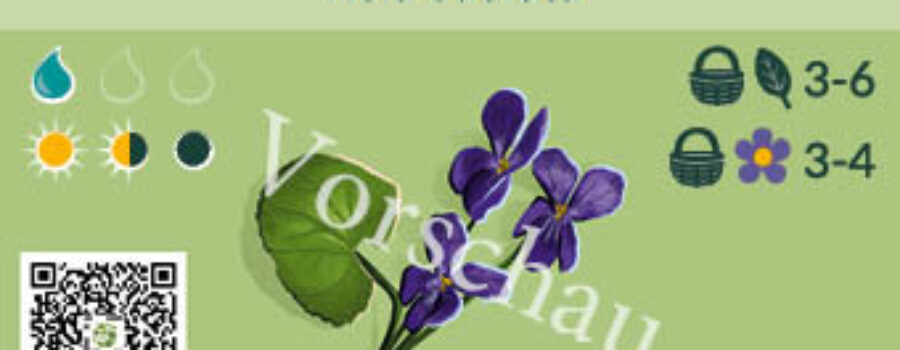 Viola odorata