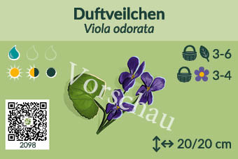 Duftveilchen
