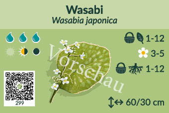 Wasabi