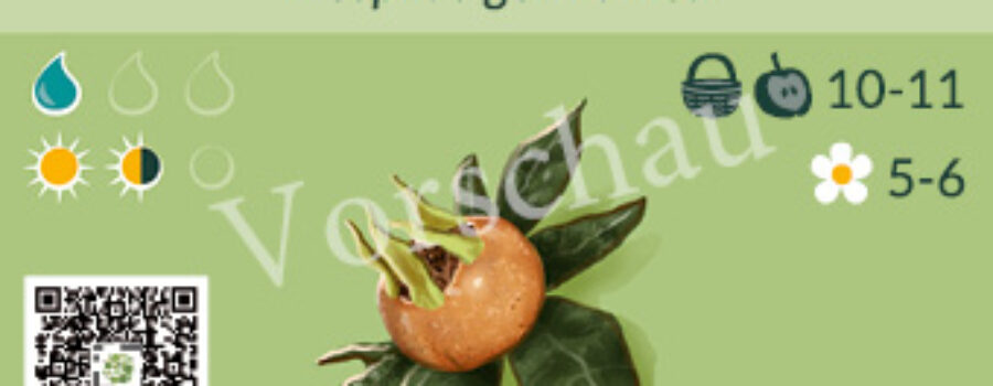 Mespilus germanica