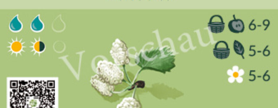 Morus alba