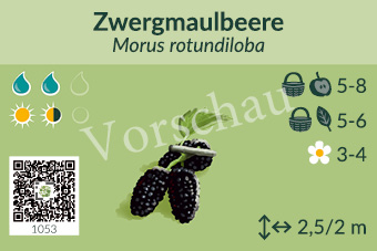 Zwergmaulbeere