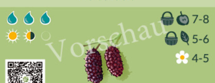 Morus rubra