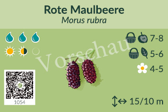 Rote Maulbeere