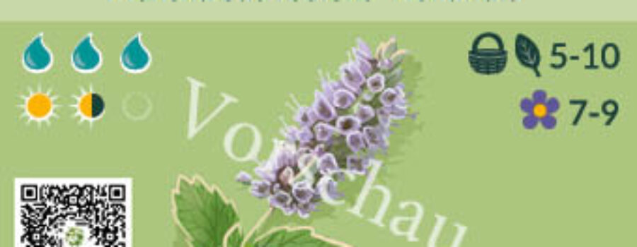 Mentha suaveolens