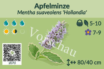 Apfelminze
