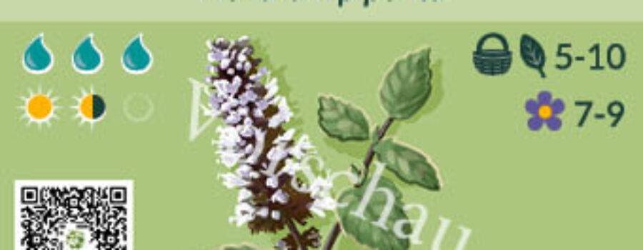 Mentha x piperita