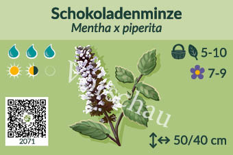 Schokoladenminze
