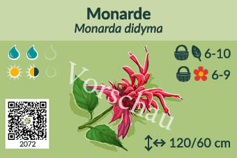 Monarde